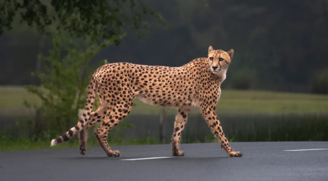 Conclusion: A living example of what pure speed looks like (Image Credits: Unsplash)