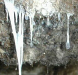 The Snottite Phenomenon: Acidic Biofilm Architects (Image Credits: Wikimedia)