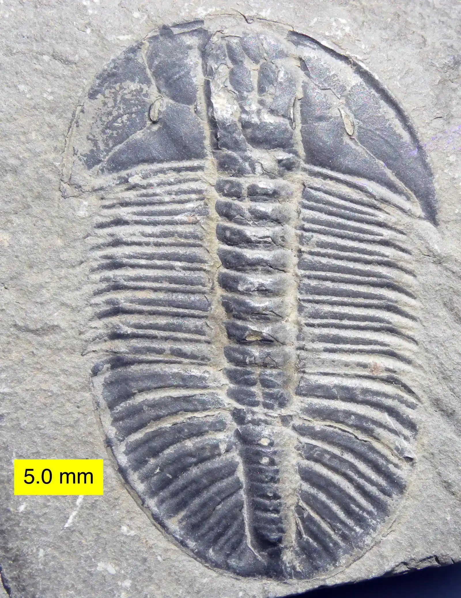 Shallow Seas and the Cambrian Explosion of Body Plans (Image Credits: Wikimedia)