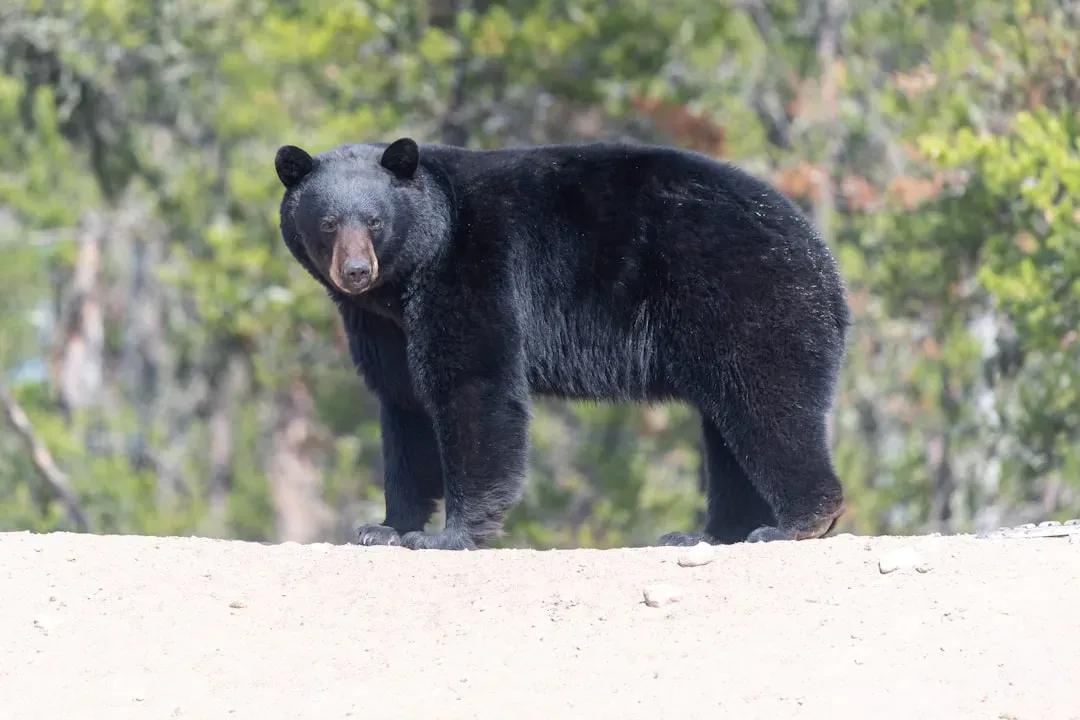 1. American Black Bear – The Unpredictable Heavyweight (Image Credits: Unsplash)
