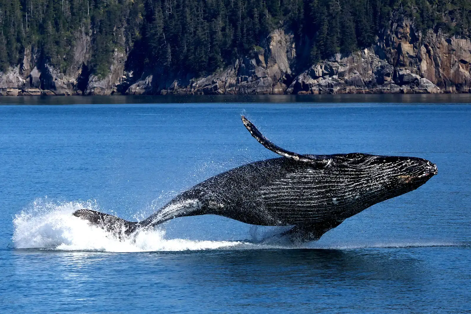 8. Humpback Whales: Long-Distance Journeys With Hidden Detours (By NPS / Kaitlin Thoreson, Public domain)