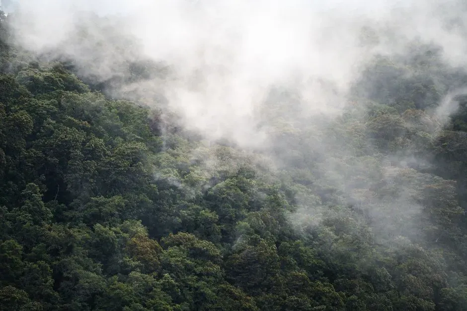 #7 - Gran Pajatén's Cloud Forest Secrets (Image Credits: Pexels)