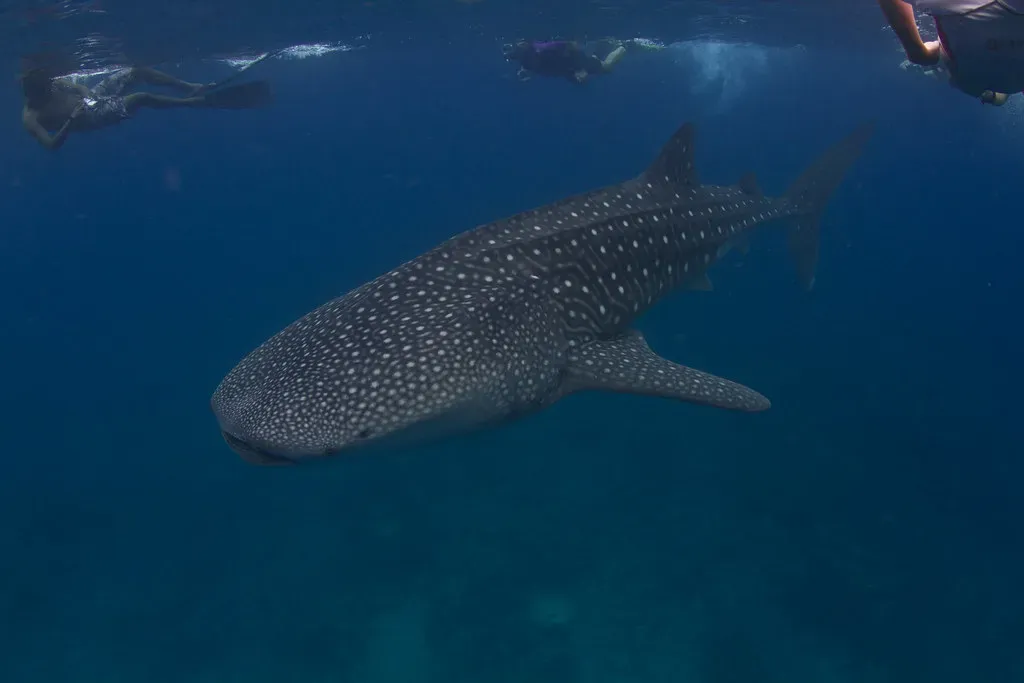 7. They Are Omnivores, Not Strict Plankton-Only Feeders (Tchami, Flickr, CC BY-SA 2.0)