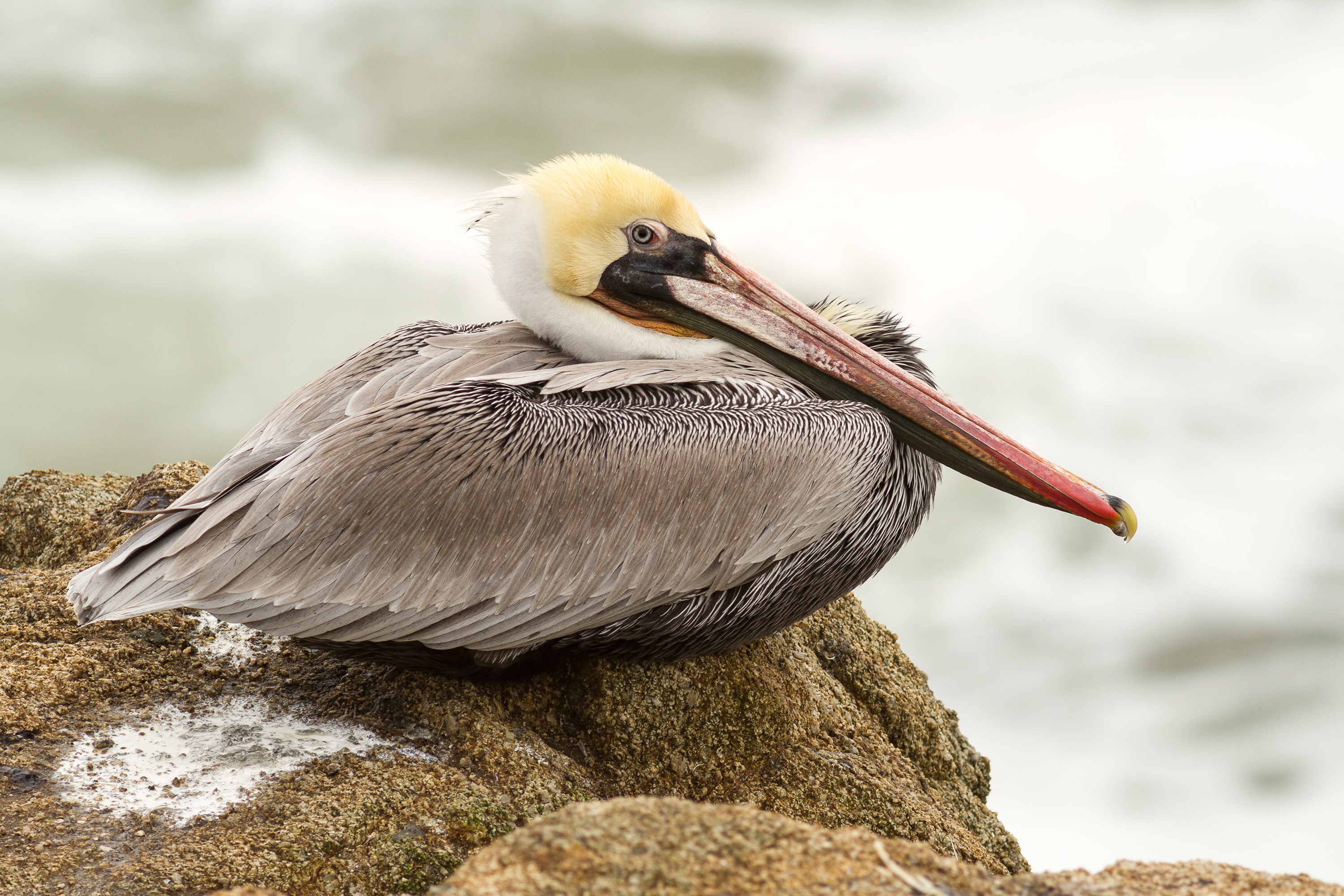Louisiana’s Coastal Comeback: Brown Pelican (Image Credits: Wikimedia)