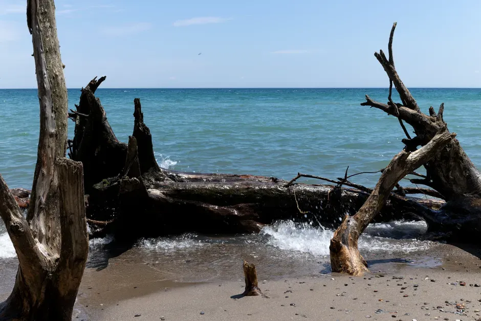 #5 Driftwood Sculptures and the Story of Watersheds (Image Credits: Pexels)
