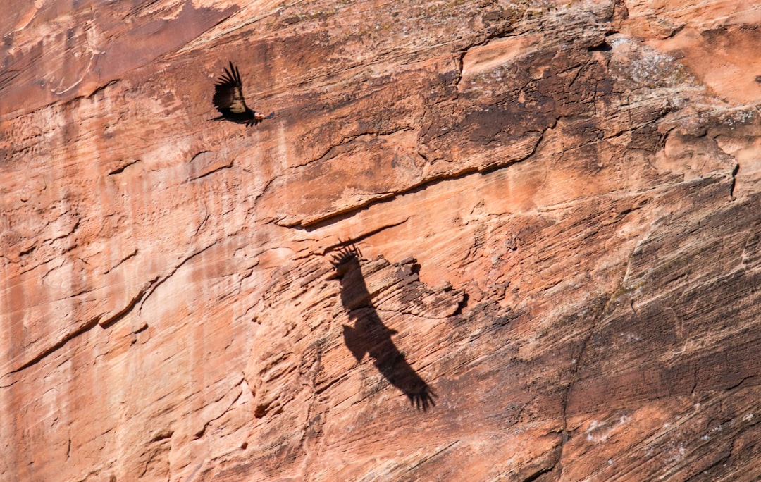 Grand Canyon South Rim - America's Premier Condor Theater (Image Credits: Unsplash)