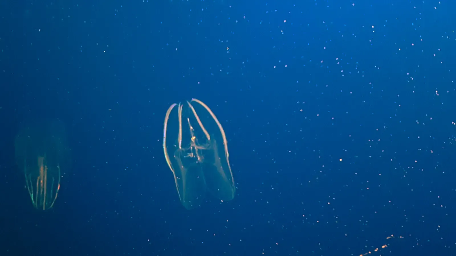 #6 The Single-Sighting Comb Jelly (Ctenophore from the Abyss) (By Kong of Lasers, CC BY 3.0)