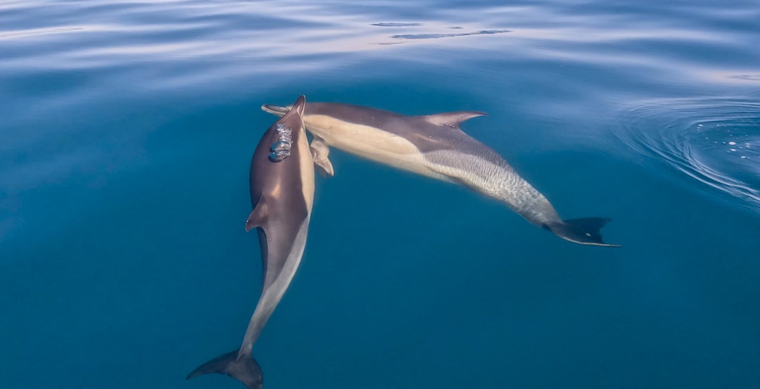Signature Whistle Exchanges During Ocean Encounters (Image Credits: Unsplash)