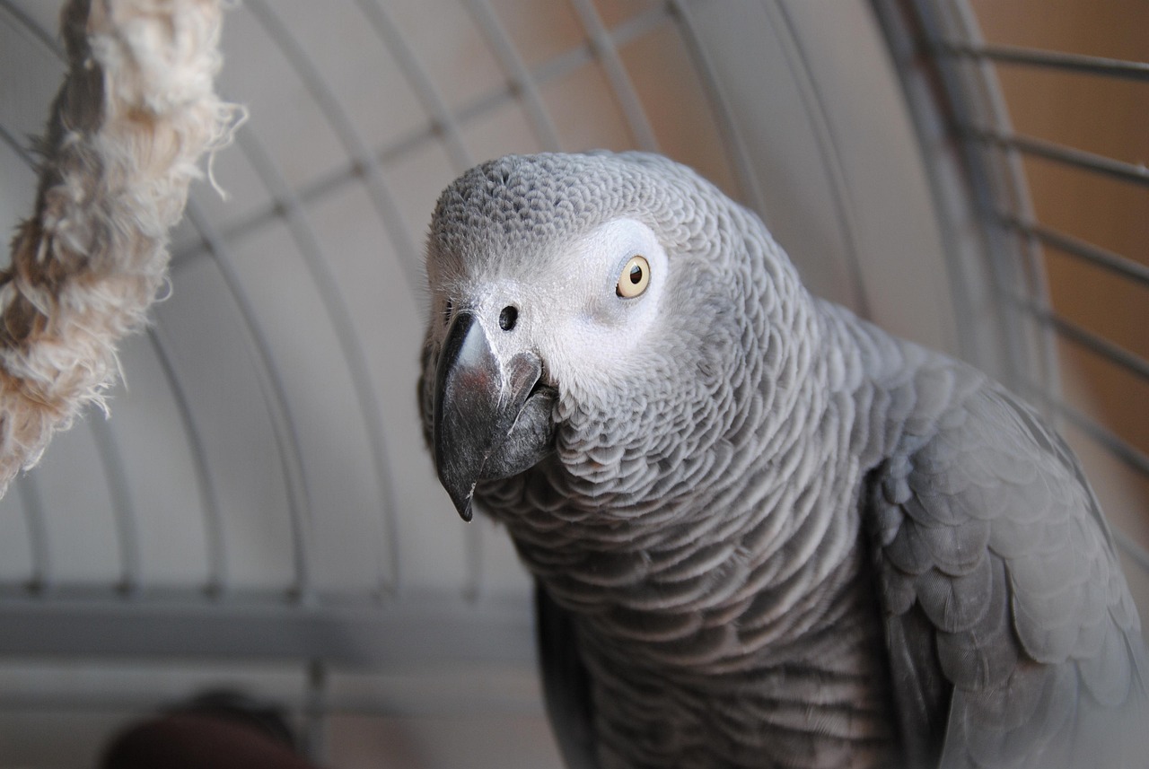 Gemini - The Clever Parrot (Image Credits: Pixabay)