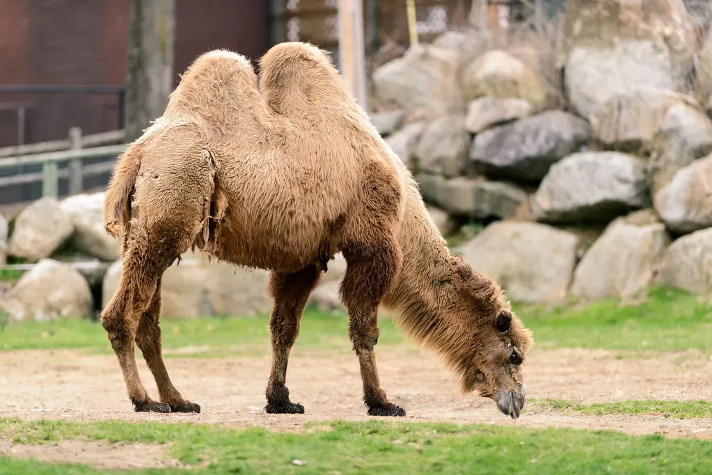 The Camel's Fat Storage System Beats Any Survival Kit (Image Credits: Flickr)