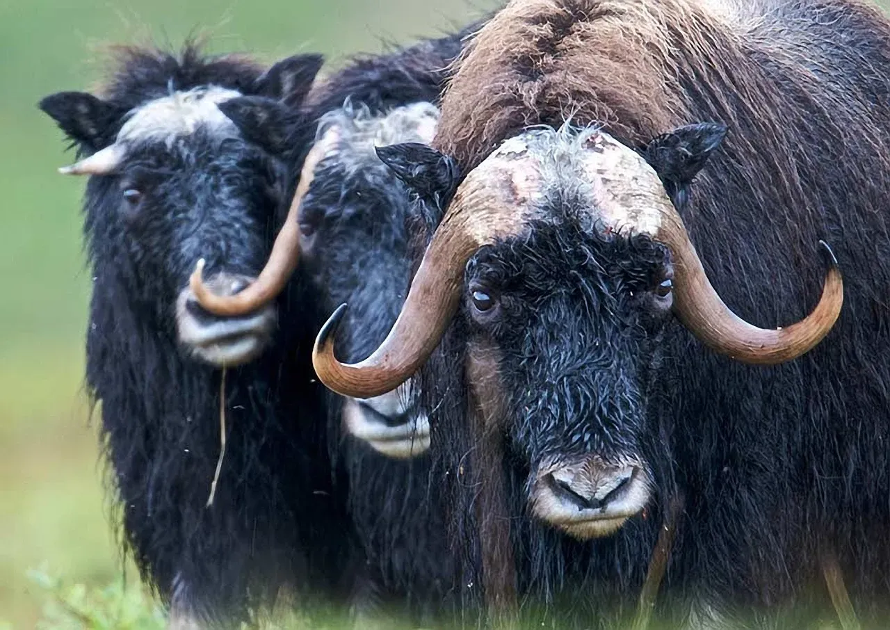 10. Muskox – Ice‑Age Relic of the Arctic Tundra (Image Credits: Pixabay)