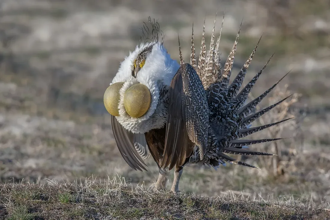 4. The Gunnison Sage-Grouse: The Bird With the Most Dramatic Courtship Display (naturespicsonline, CC BY-SA 3.0)