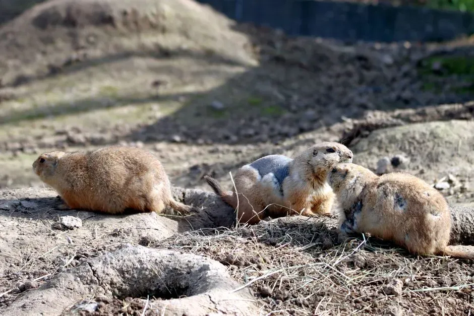Prairie Dogs: Social Engineers Of The Grasslands (Image Credits: Pexels)