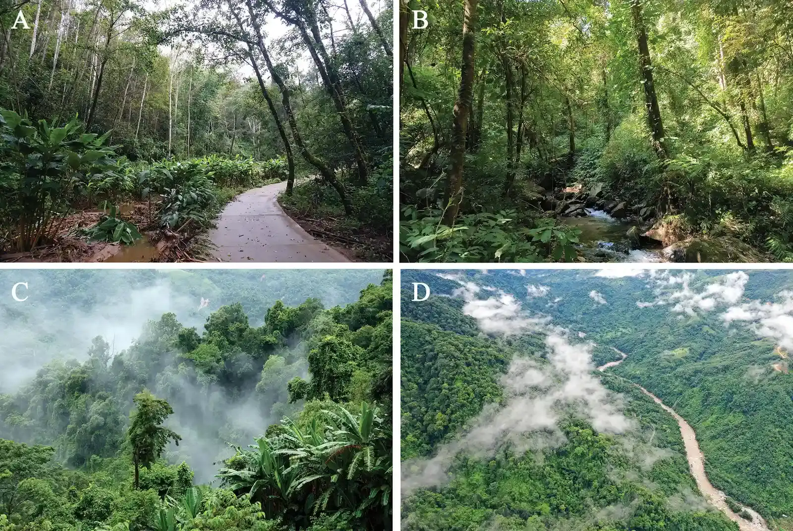 Cloud Forests and Hidden Canopies (Image Credits: Wikimedia)