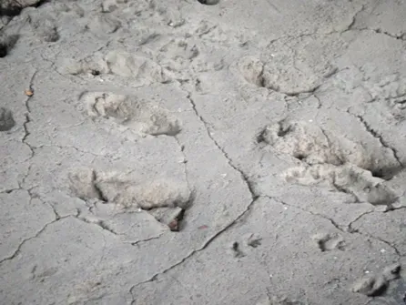 #4 - The "Out of Place" Human Footprints at Laetoli (By Gumr51, CC BY-SA 3.0)