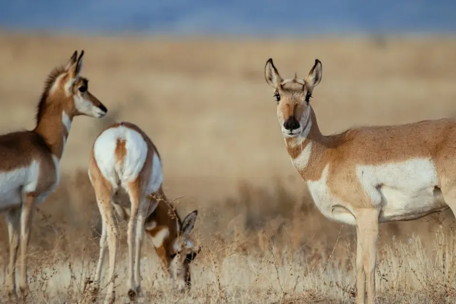 5. Sonoran Pronghorn – The Ghost of the Desert Grasslands (Image Credits: Pexels)