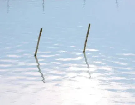 The Bent Stick: Refraction That Warps Reality (Image Credits: Pexels)