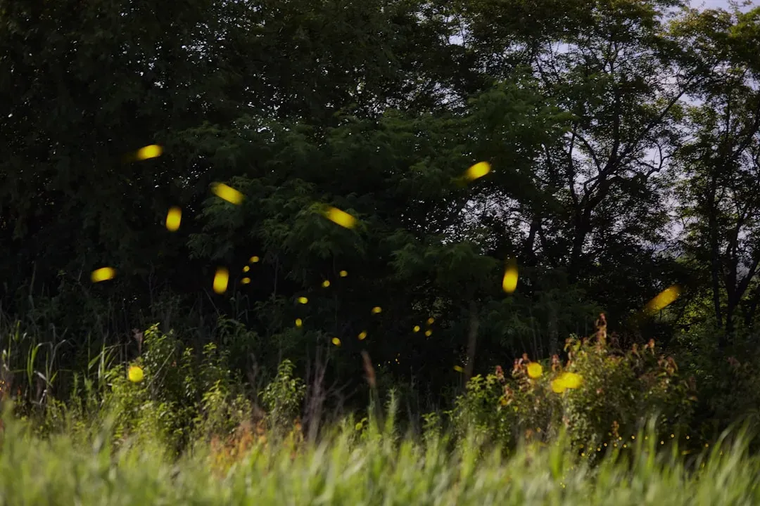 8. Habitat Loss and Chemicals Are Dimming the Magic (Image Credits: Unsplash)