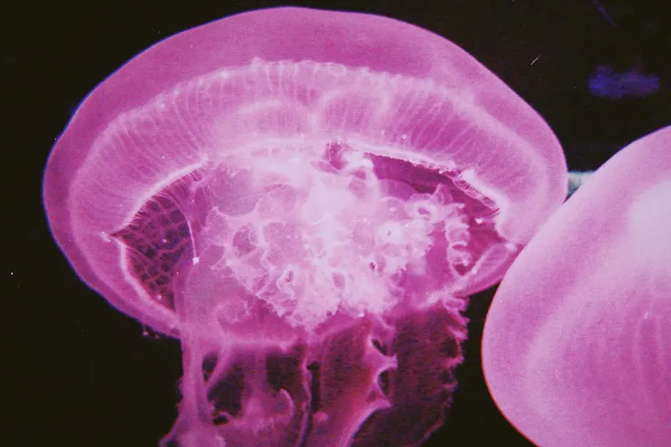 The Discovery That Shocked Marine Scientists (Image Credits: Pexels)