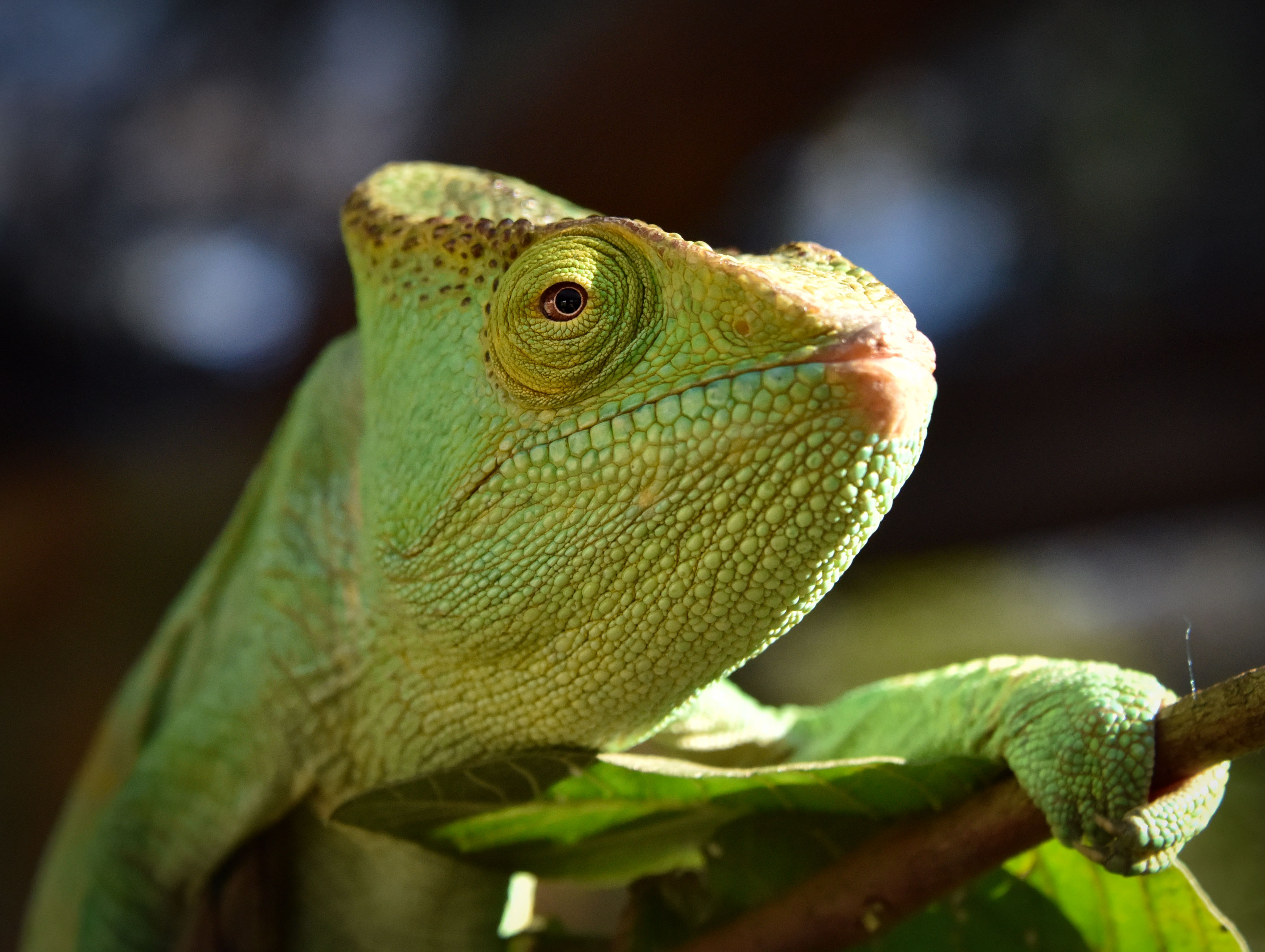 Gemini: The Chameleon of the Zodiac (Image Credits: Wikimedia)