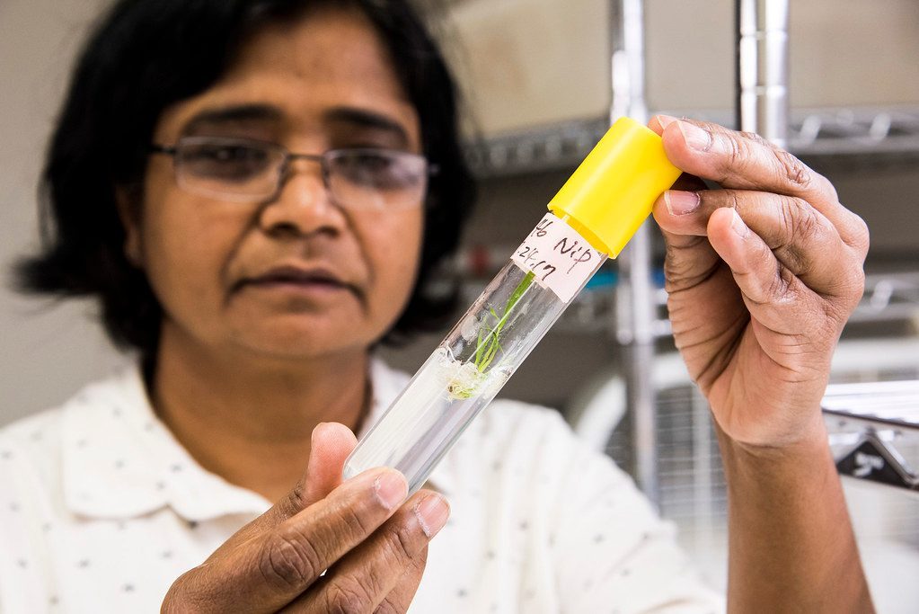 Gene Therapy: Rewriting Your Aging Code (Image Credits: Flickr)