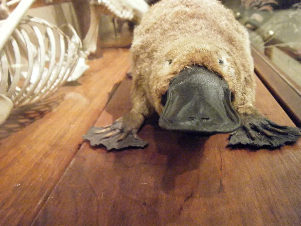 The Platypus With Its Electrical Sixth Sense (Image Credits: Flickr)