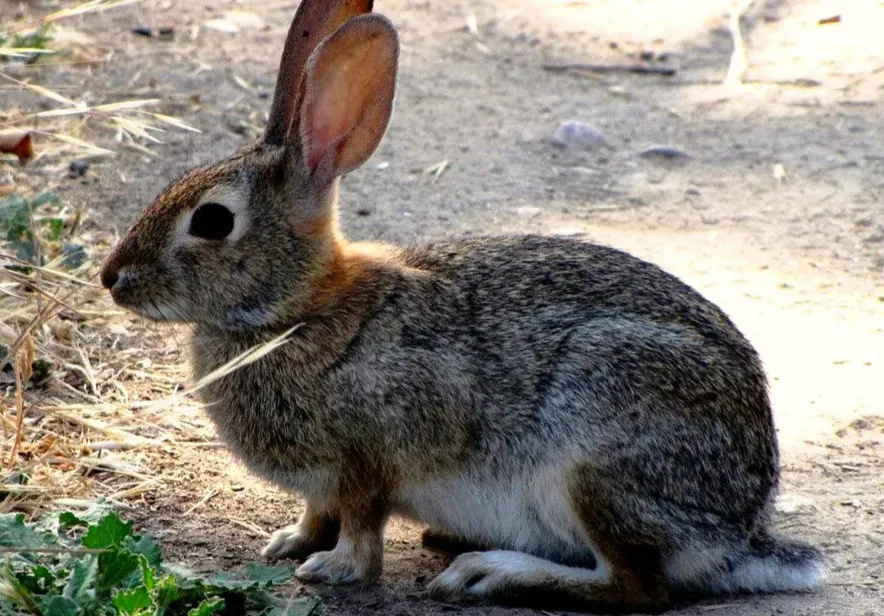 2. Scent Trails and Invisible Perfume: Chemical Conversations (Image Credits: Flickr)