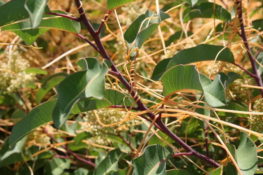 Dodder Vine Hunts Plants by Smell (Image Credits: Flickr)