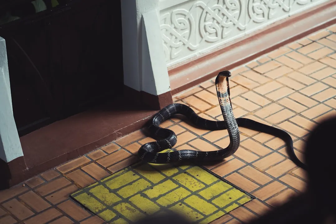 Scorpio – The Mysterious King Cobra (Image Credits: Unsplash)