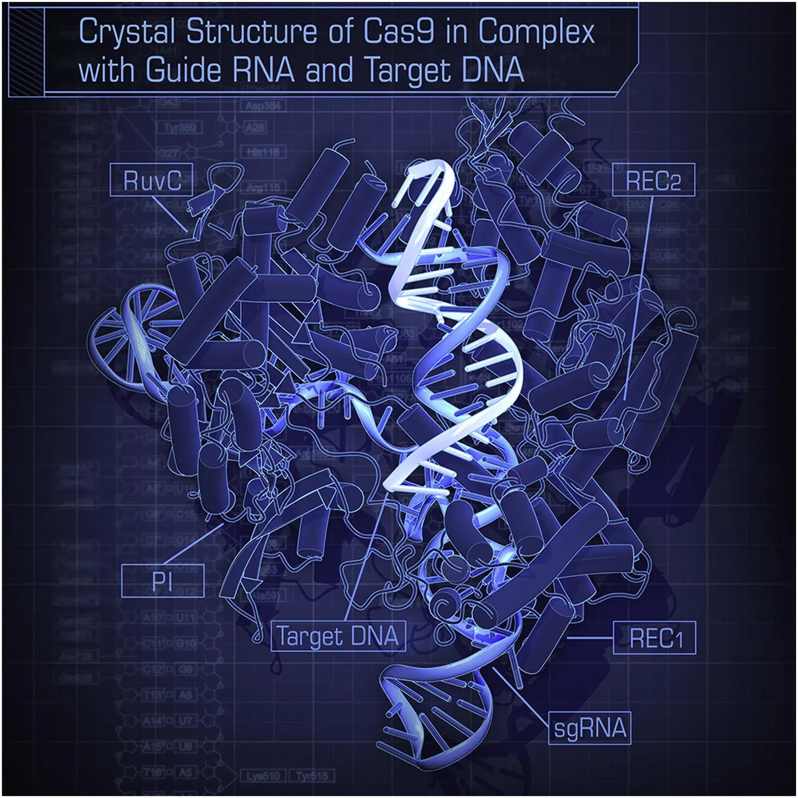 9. CRISPR as a Genome-Editing Tool: Doudna’s Team and Charpentier’s Team Catching the Same Opportunity (Crystal Structure of Cas9 in Complex with Guide RNA and Target DNA https://dx.doi.org/10.1016/j.cell.2014.02.001, CC BY-SA 3.0)