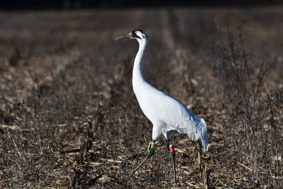 4. Legal Protection Gave The Species A Second Chance (Image Credits: Pexels)