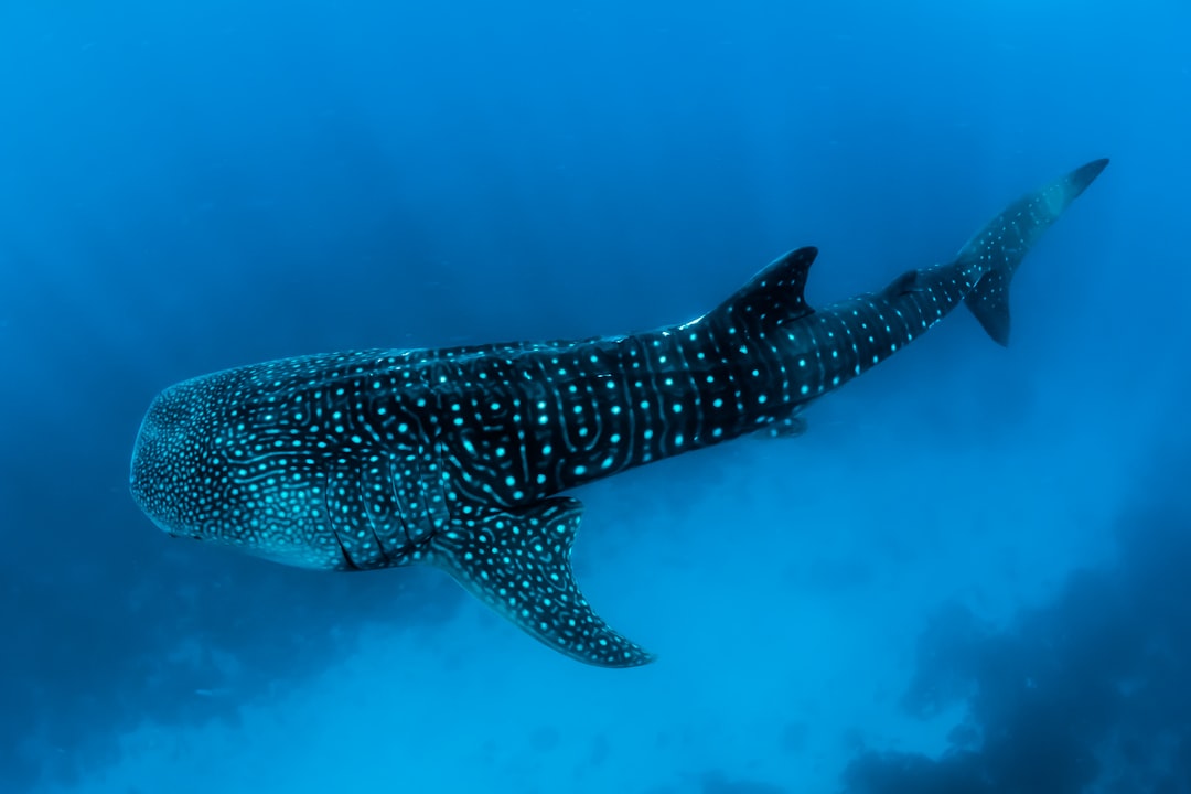 Pisces (February 19 - March 20): The Whale Shark (Image Credits: Unsplash)