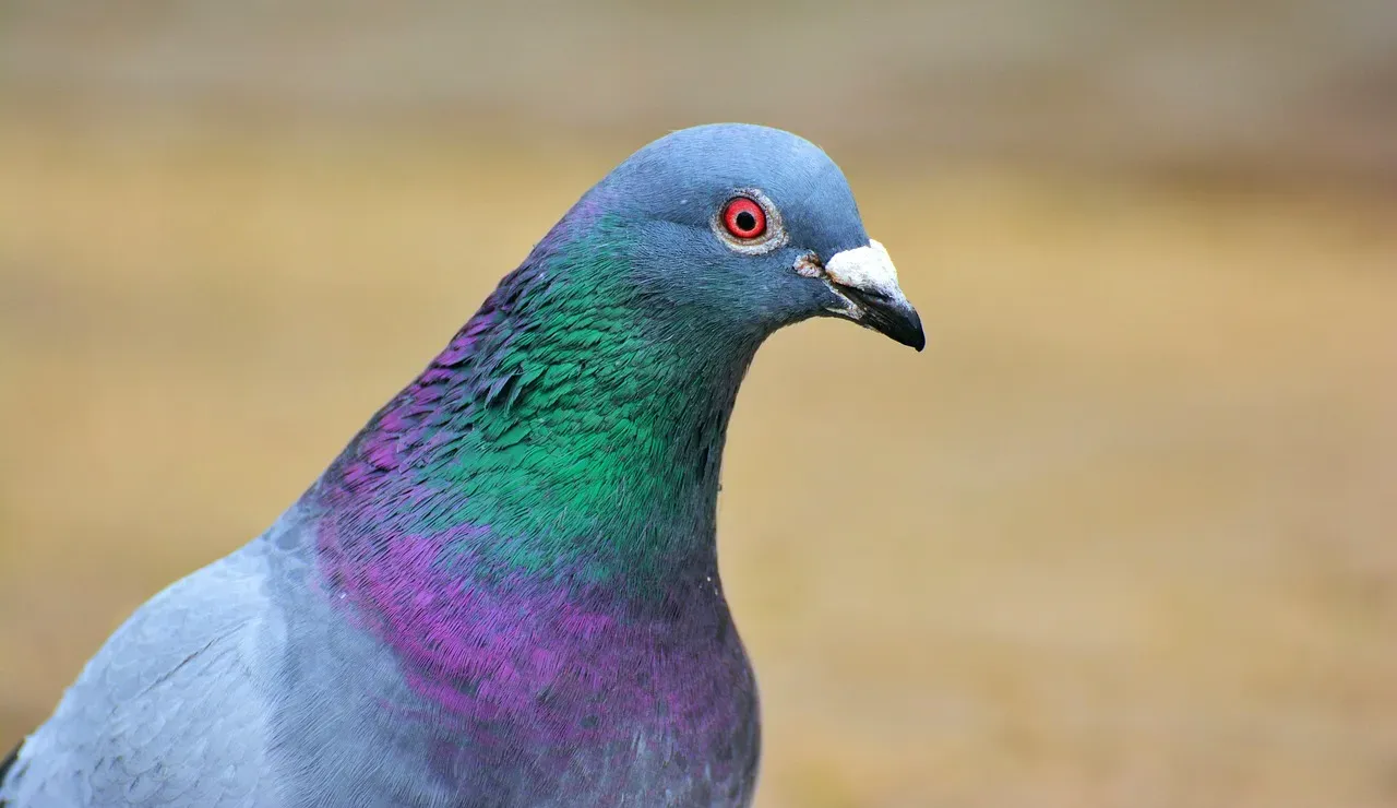 Do Pigeons Understand Meaning, or Just Respond to Stimuli? (Image Credits: Pixabay)