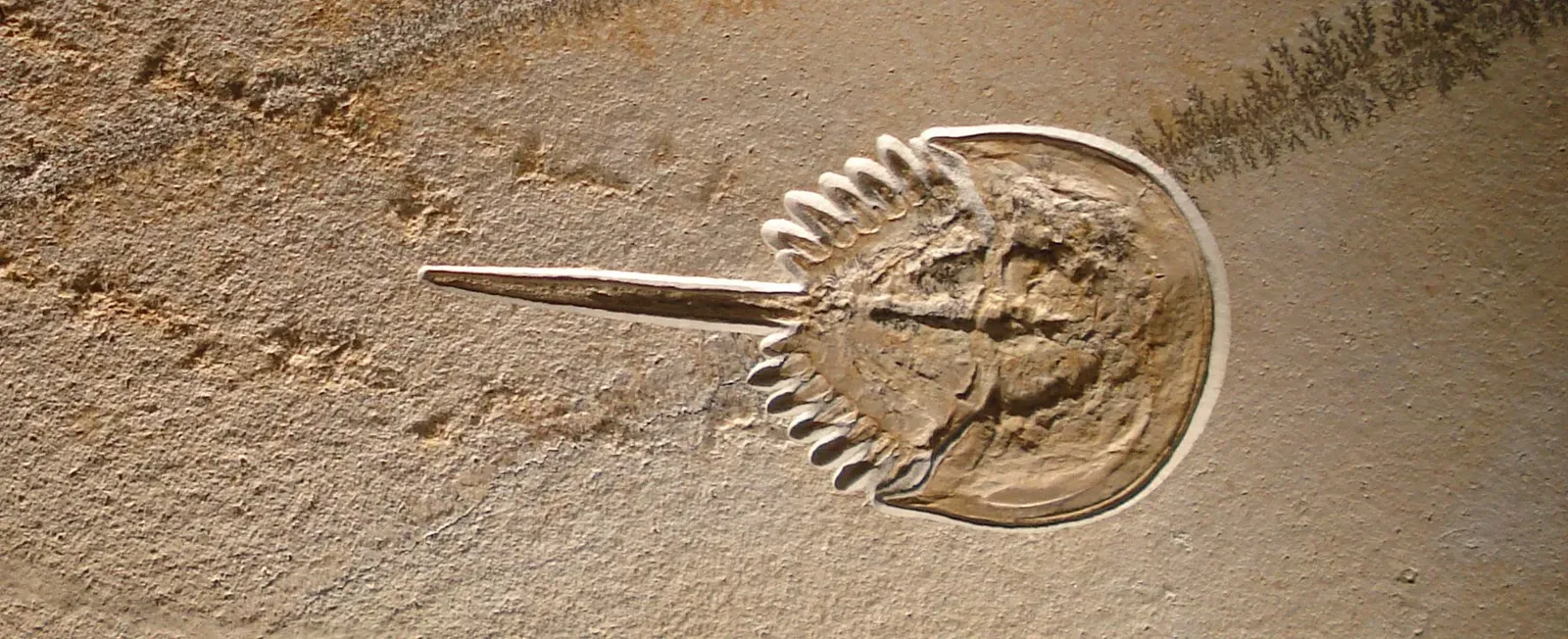 They Originated Hundreds of Millions of Years Before Dinosaurs (Ghedoghedo, CC BY-SA 3.0)