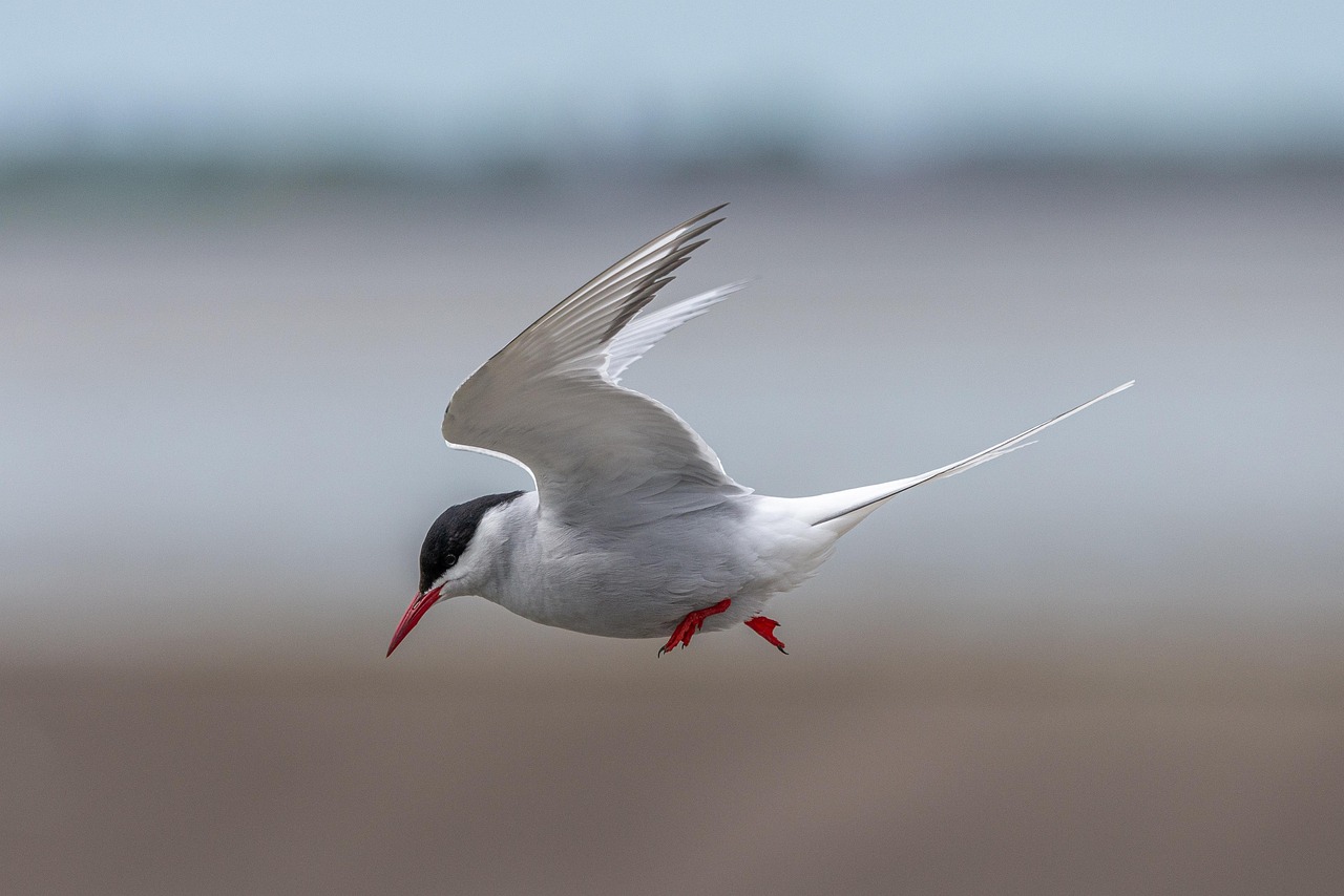 Arctic Tern (Image Credits: Pixabay)