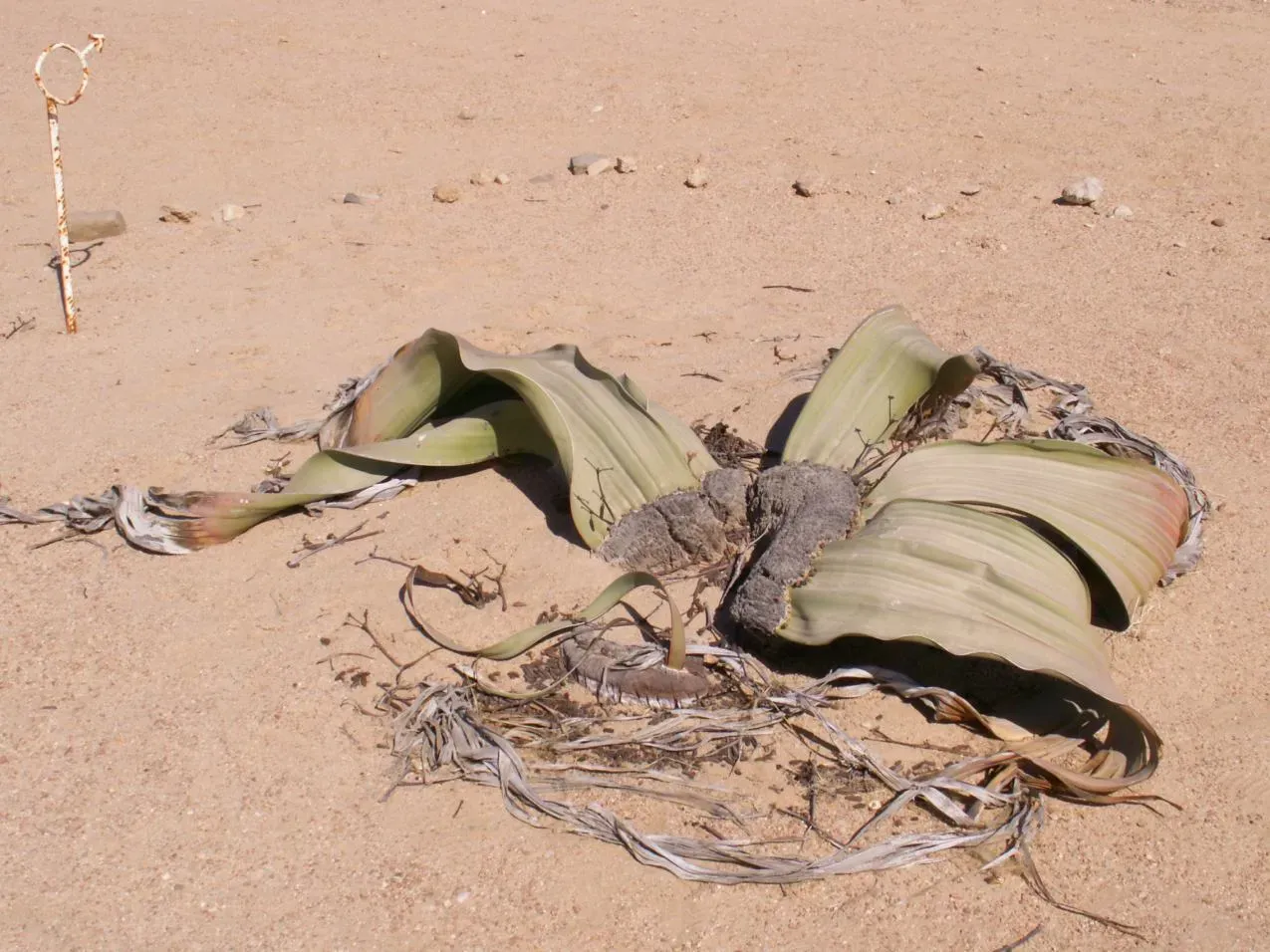 Welwitschia Mirabilis – The Two-Leaf Plant That Can Live For Centuries (Image Credits: Wikimedia)