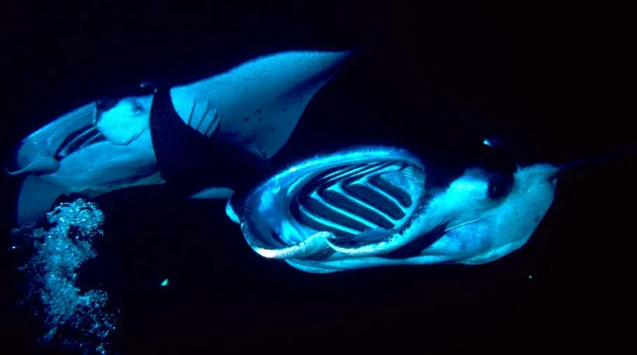 Group Feeding: When One Flip Becomes a Chain Reaction (By Paul Hirst, CC BY-SA 2.5)