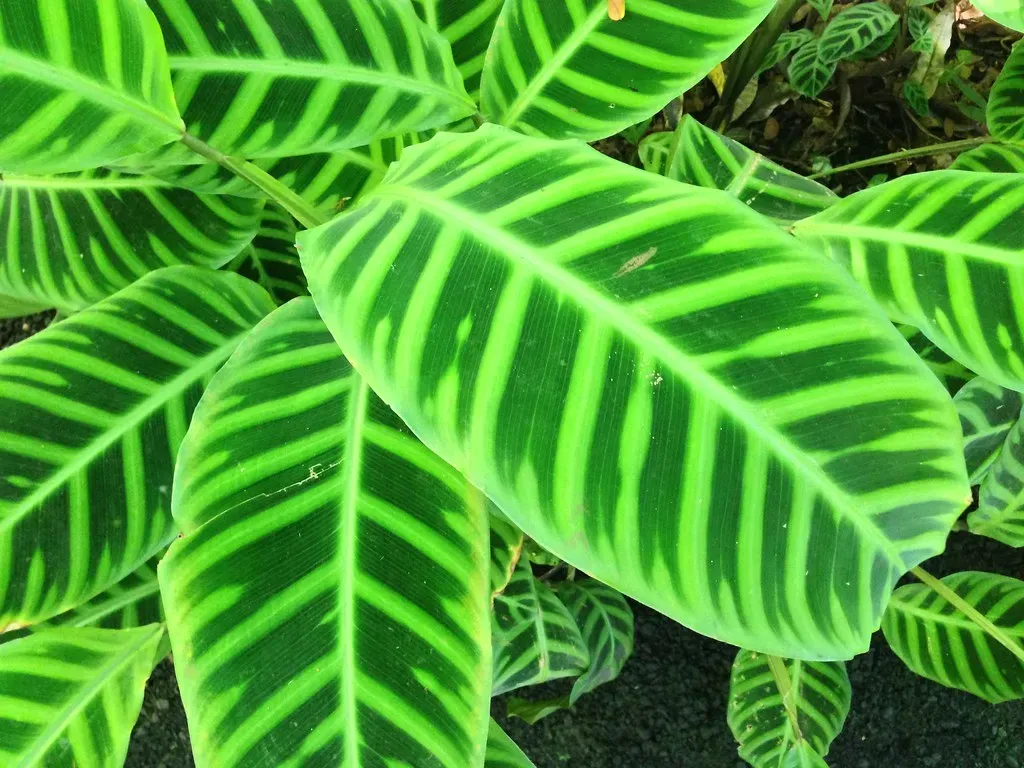 Plants Actually Make Sounds When They're Stressed (Image Credits: Flickr)