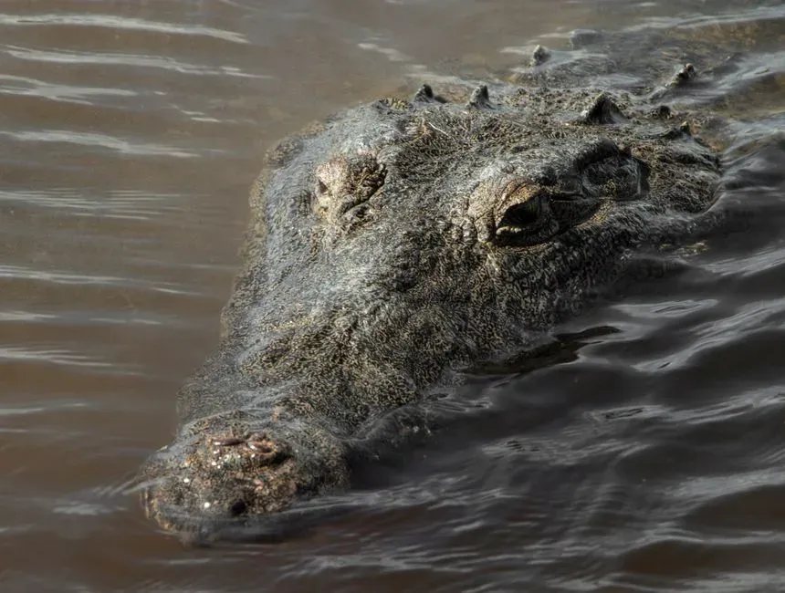 #10 - The Buru: Swamp Monster Born From Misread Memories (Image Credits: Pexels)