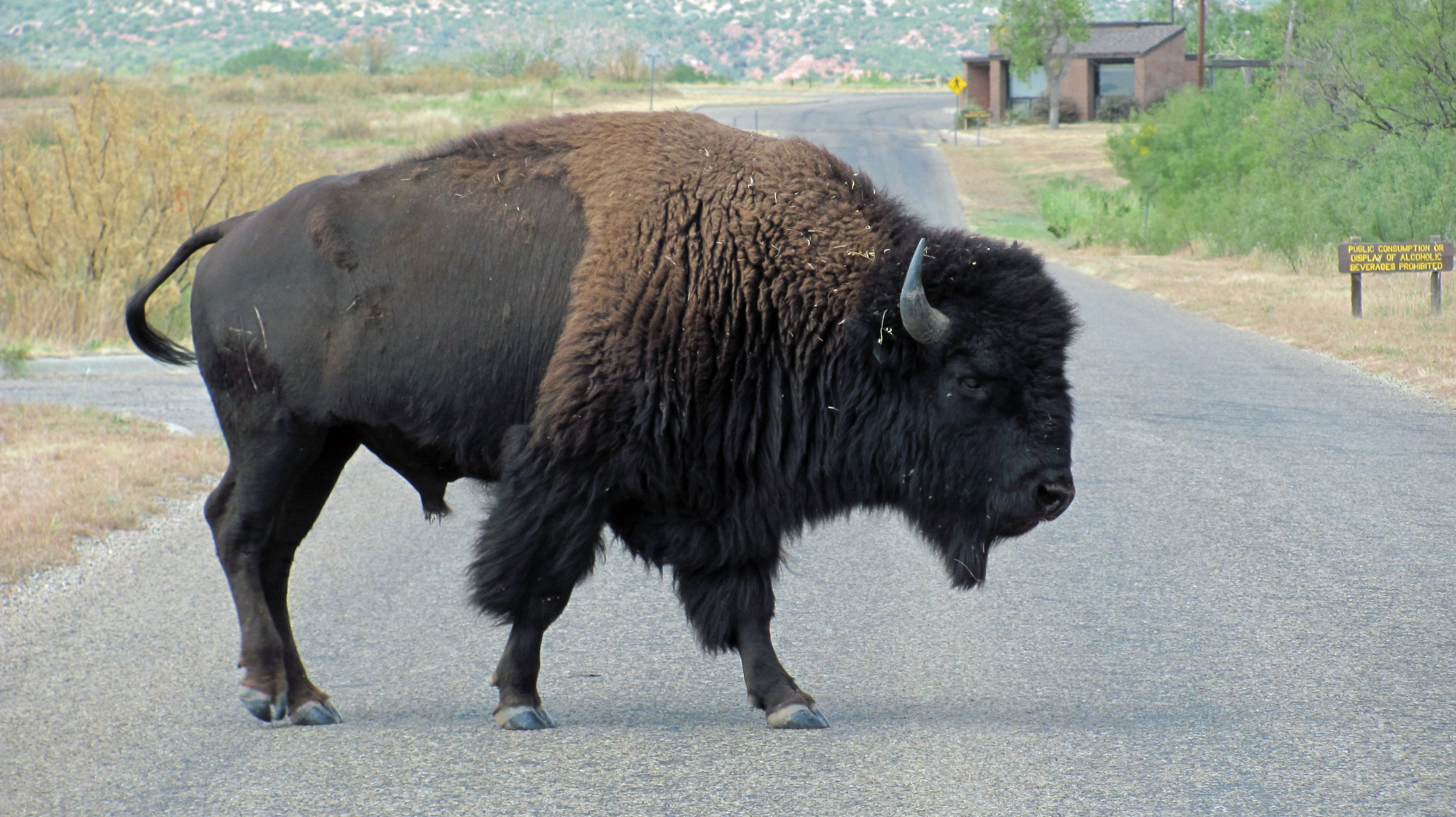 The Habitat Piece: Grass, Water, and Fences (Image Credits: Wikimedia)