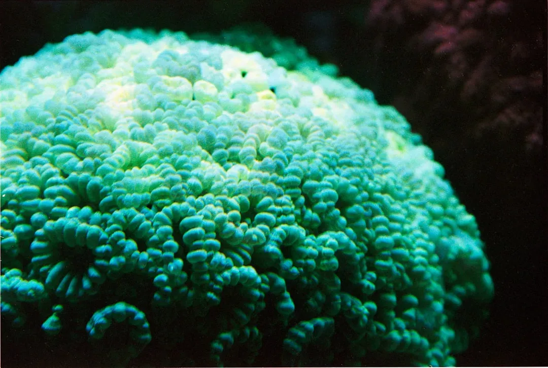 The Great Oxygenation Event: When Tiny Bacteria Changed Everything (Image Credits: Unsplash)