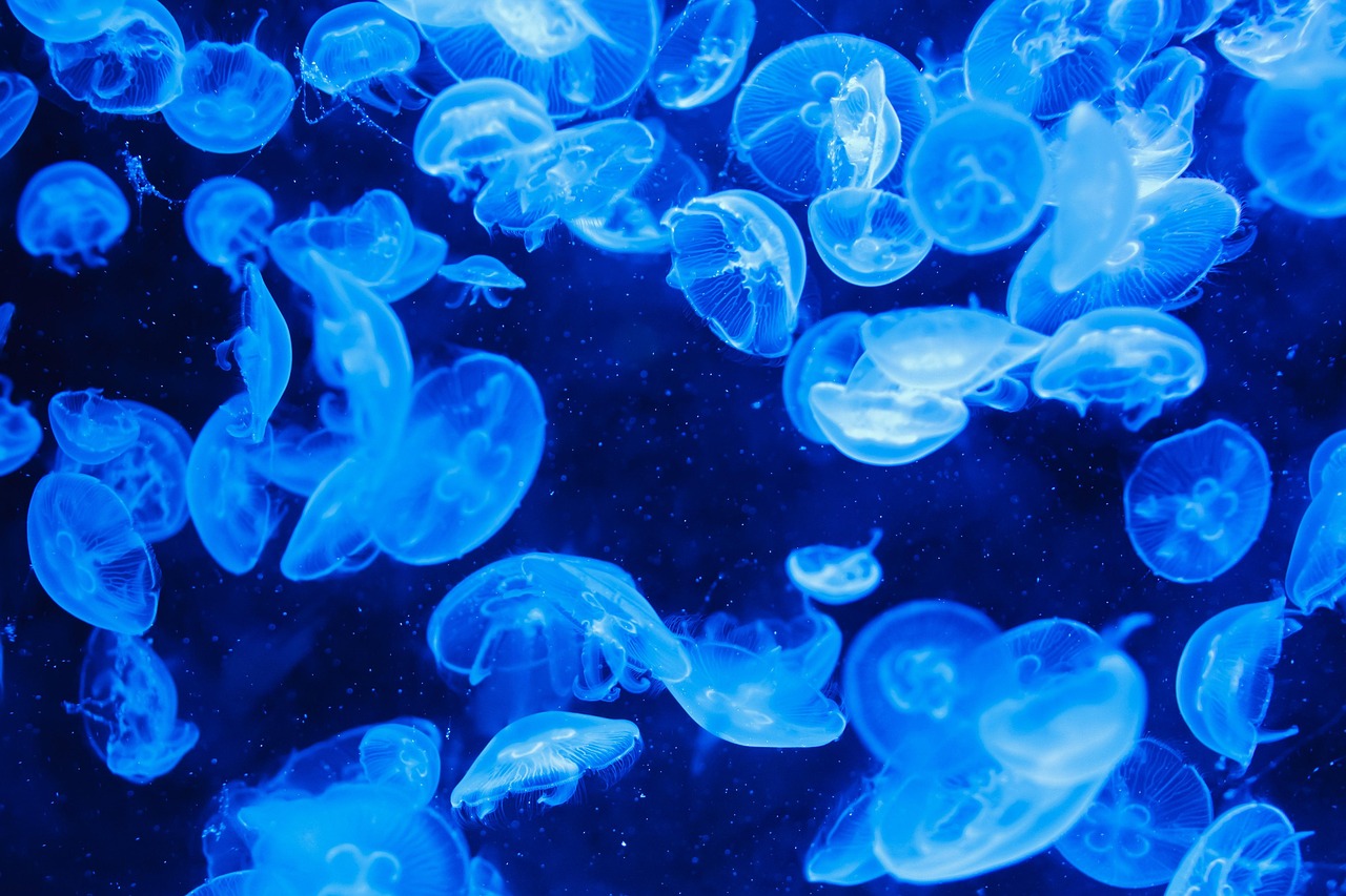 Pisces: The Mystical Water Spirit (Image Credits: Pixabay)