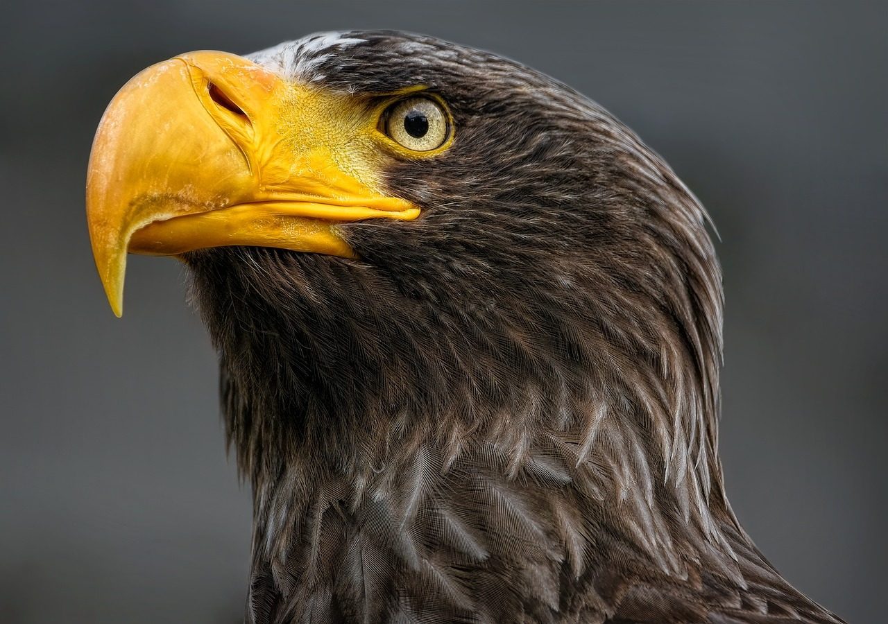 A Beak Built for Business (Image Credits: Pixabay)