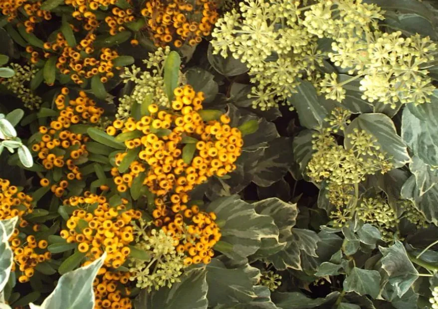 Rethinking Intelligence: Are Plants Actually Smart? (Image Credits: Flickr)