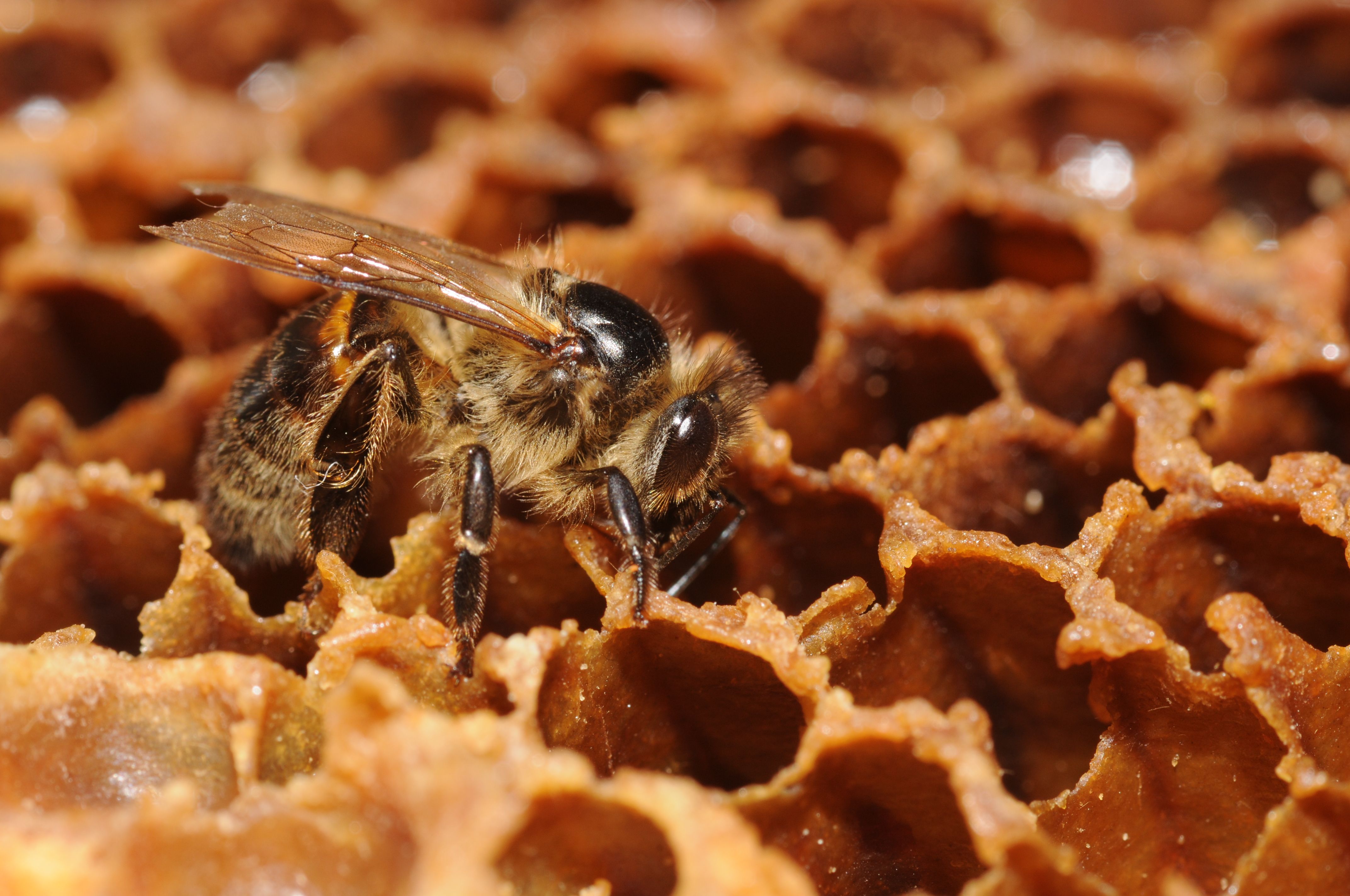 The Industrious Bee: Perfection in Community (Image Credits: Wikimedia)