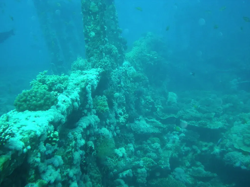 A Living Reef Built Around a Graveyard (Stanley Mlha, Flickr, CC BY 2.0)