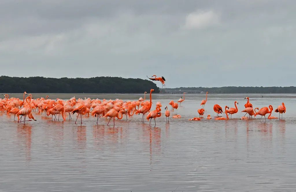 10. Birds Shape Ecosystems and Even Our Daily Lives (Image Credits: Flickr)