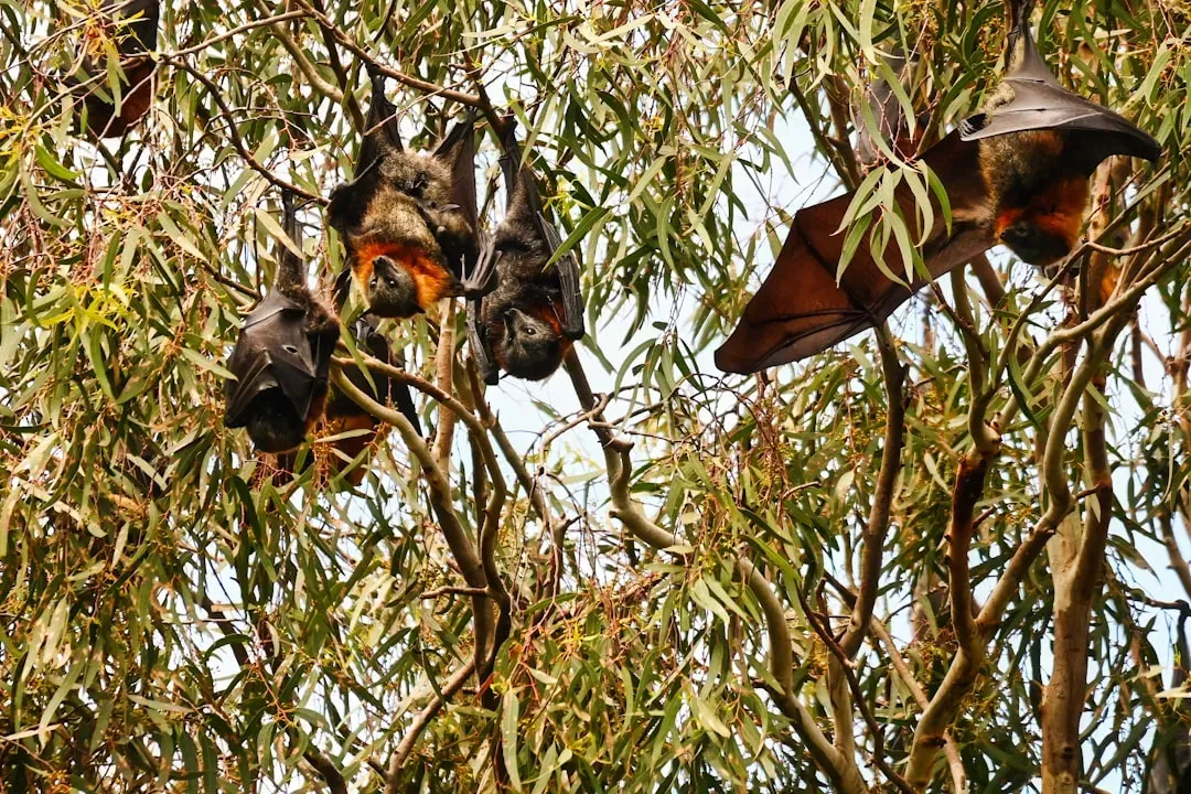 7. Fruit Bats Argue, Flirt, and Complain Using Complex Tones (Image Credits: Unsplash)