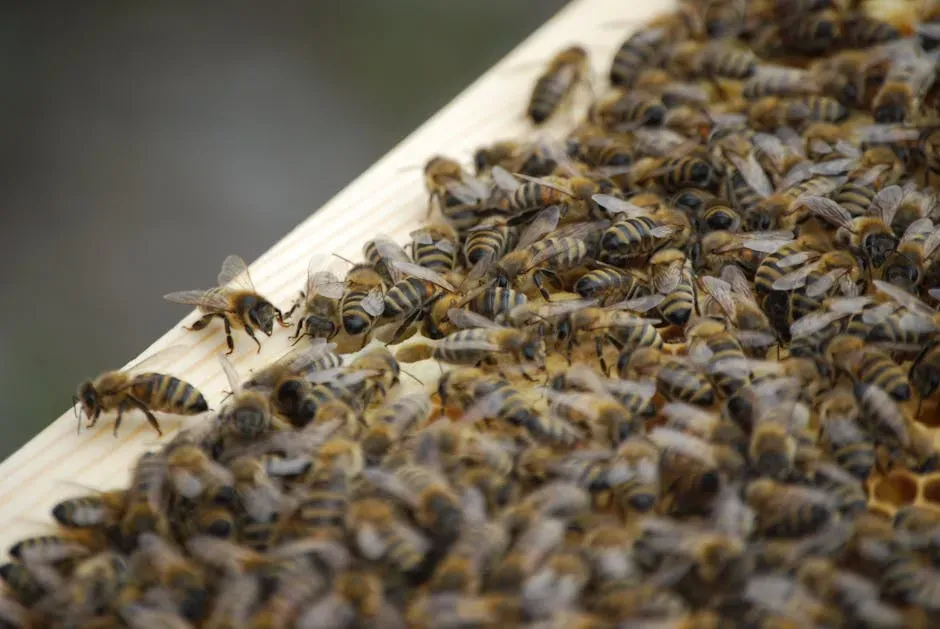 Bee Dances: A Moving Map Drawn on a Living Canvas (Image Credits: Pexels)