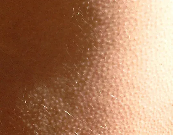 From Looking Bigger to Looking Dangerous (Image Credits: Wikimedia)